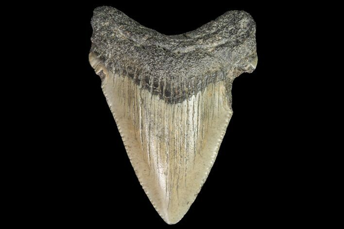 Juvenile Megalodon Tooth - Georgia #101416
